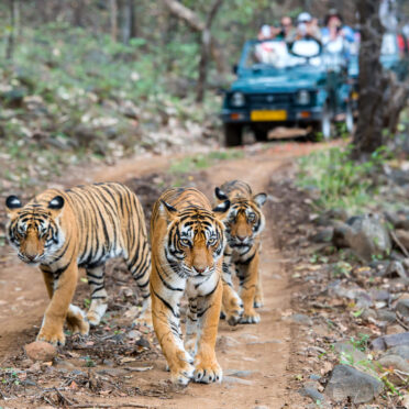 Rajasthan Wildlife Tour- World Tour Management