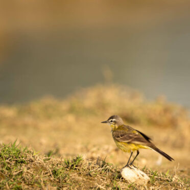 Rajasthan Wildlife Tour- World Tour Management