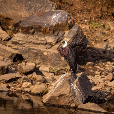 Rajasthan Wildlife Tour- World Tour Management
