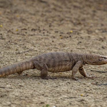 Rajasthan Wildlife Tour- World Tour Management