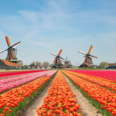 Best of Holland (7 days)- World Tour Management