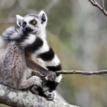 Wild Estonia Nature Tour- World Tour Management