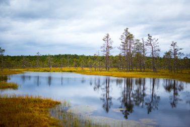 Wild Estonia Nature Tour